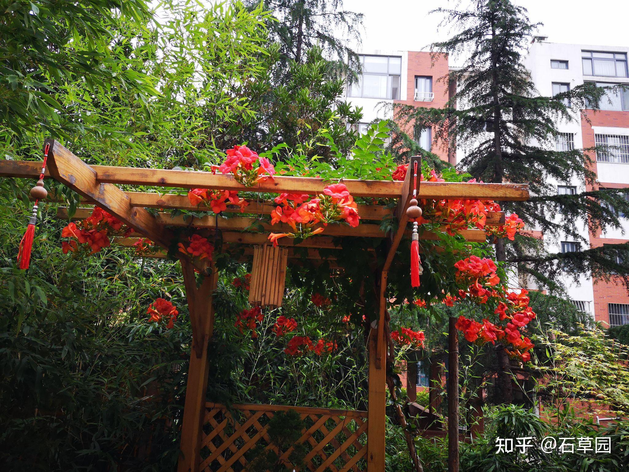 在院子里看凌霄花