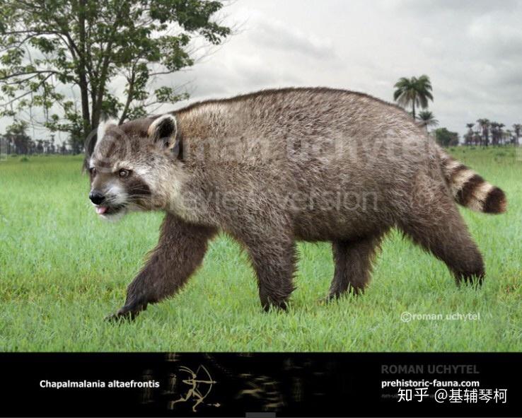 新生代巨兽猛兽与其他掠食者精简名录古兽争锋榜新近纪篇