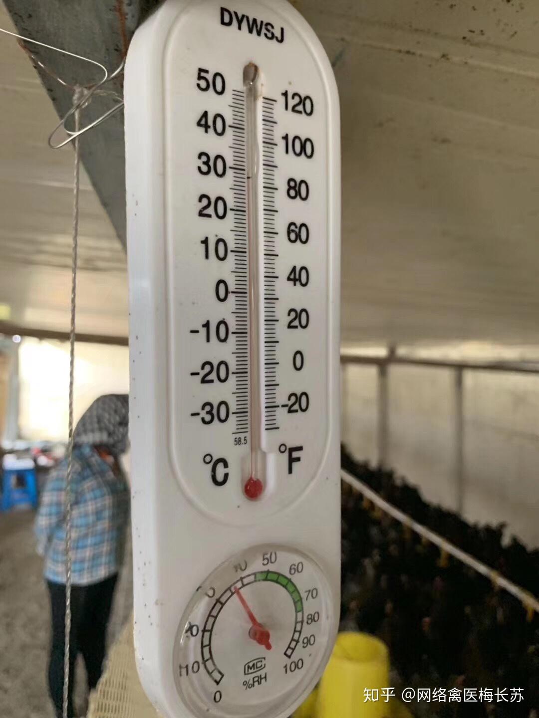 最新育雏温度解决方案新老手养鸡必备收藏