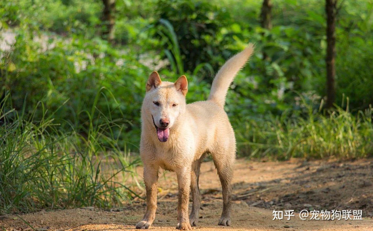 新增的禁养犬惹争议,中华田园犬为何在名单之中?