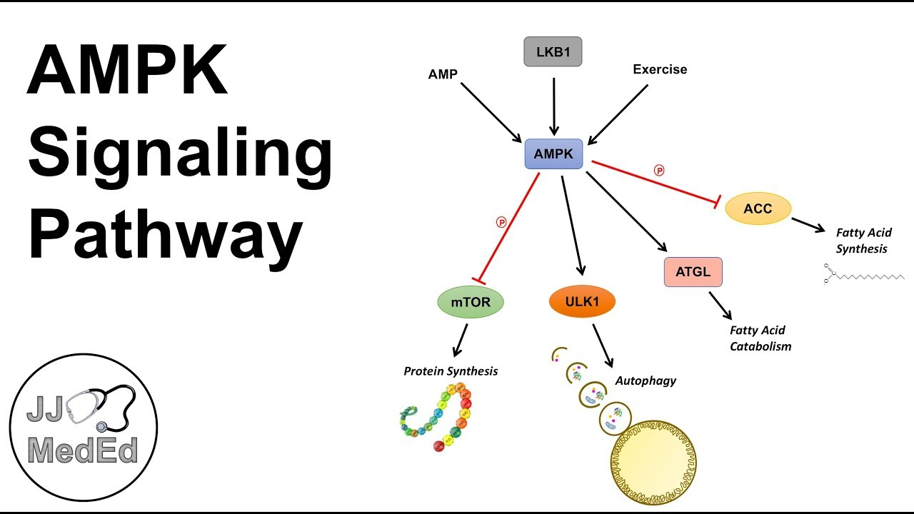 ncb-ampk