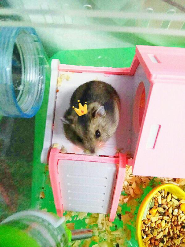 多天的花枝鼠吃什么 Ashess 的回答 知乎