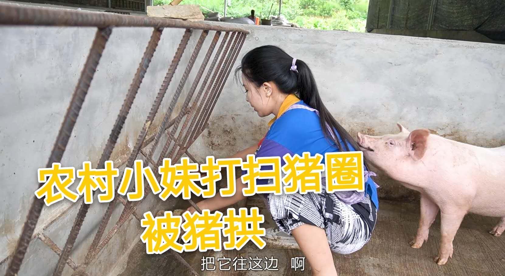 贵州敲猪女王小会割猪图片