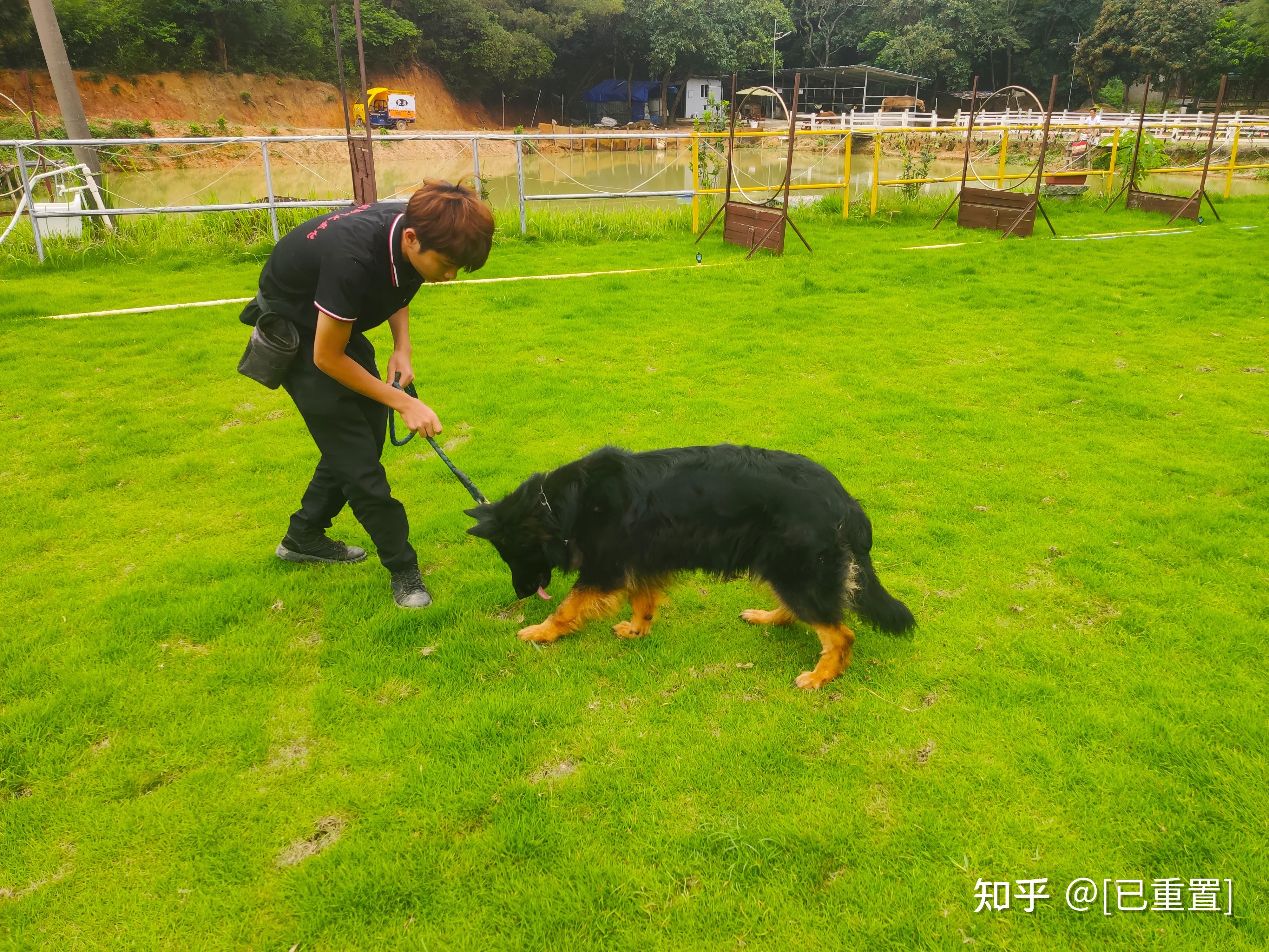 中山哪里可以训狗伊甸园训犬基地