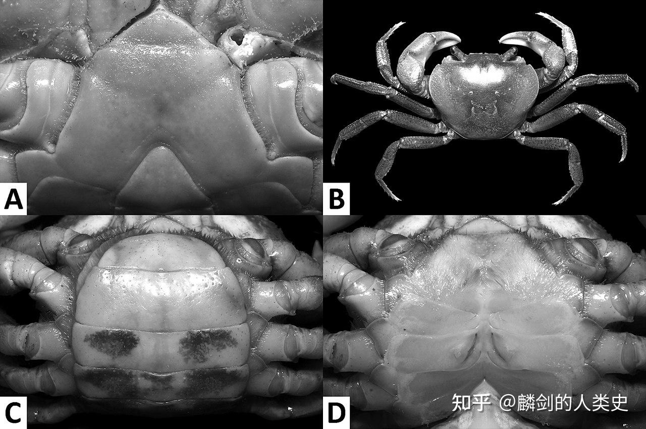 【动物界全系列】溪蟹总科—近溪蟹亚科(四):南海溪蟹