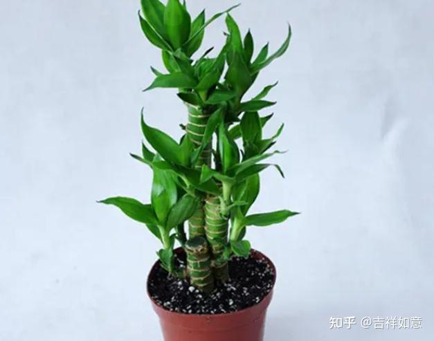莲花竹叶子,是不是这几点没做好 - 知乎