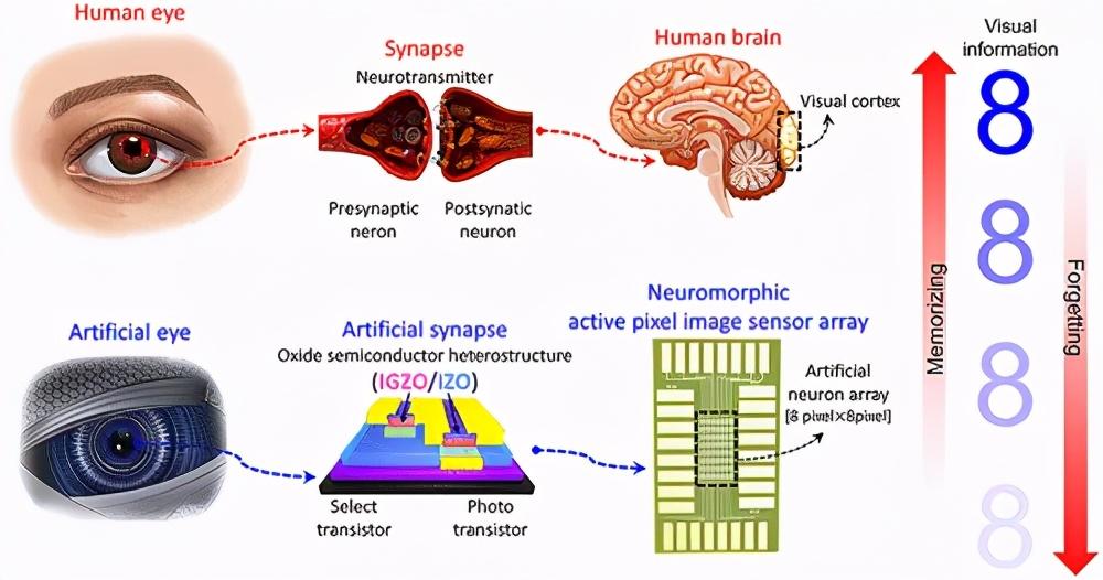 《ACS Nano》用于视觉记忆的神经形态有源像素图像传感器阵列 知乎