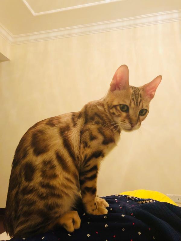 猫死了埋在地下多久会腐烂 十三月的樱花的回答 知乎 猫死了埋在地下多久会腐烂 十三月的樱花的回答 知乎