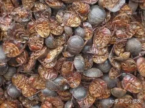 土元的养殖技术! - 知乎