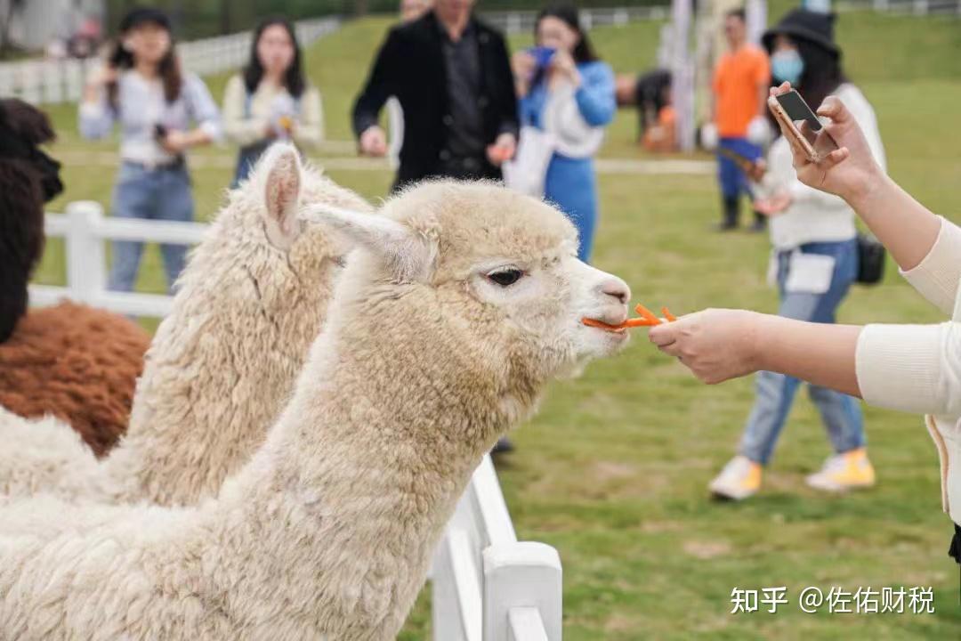 萌宠乐园是否值得投资