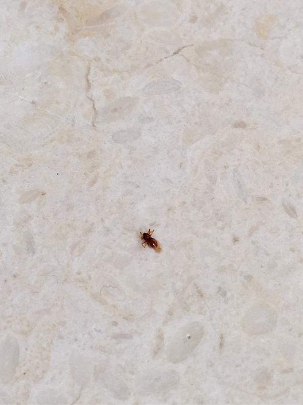 身上发现小红点 后来又在棉被上发现这种虫的 是什么虫子呢 知乎