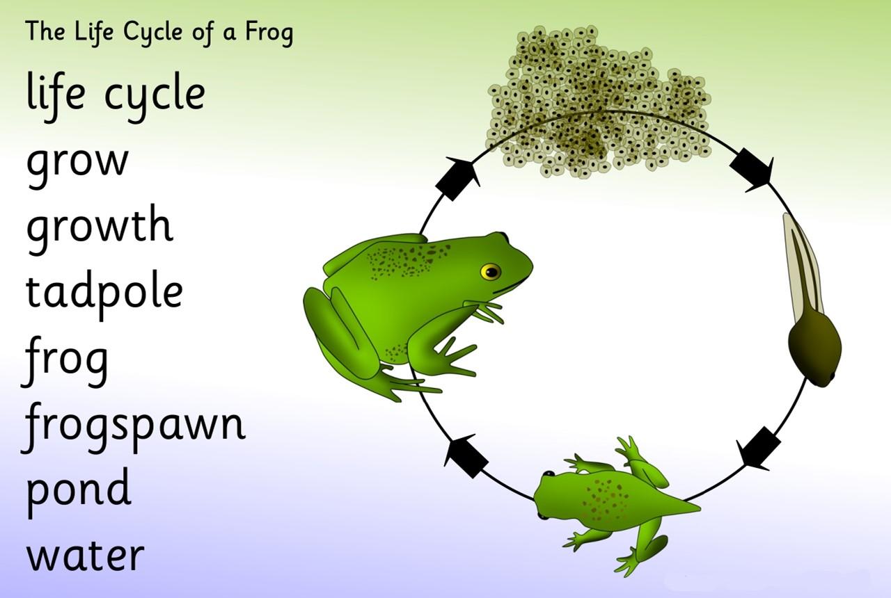 苹果树向日葵和青蛙的生命周期儿童观察力及逻辑思维训练