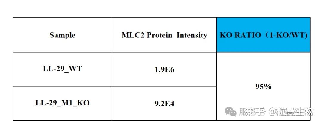 一叶知秋 | LL29细胞培养&基因敲除全解析！ - 知乎
