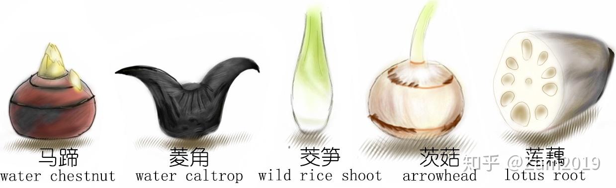 探索荸荠以及西关泮塘五秀是什么何为江南水八仙