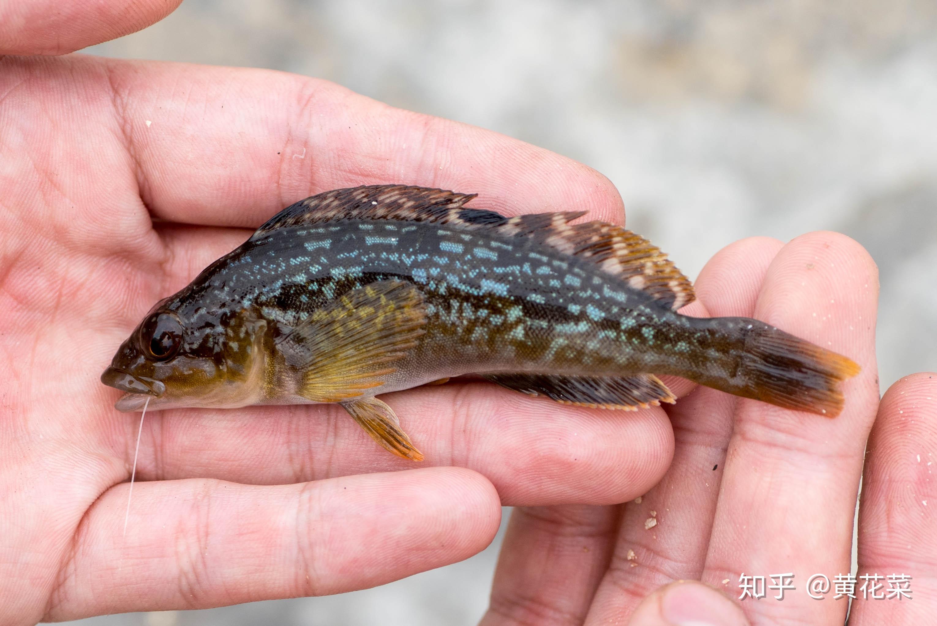 一尾十分漂亮的大泷六线鱼斑头六线鱼(hexagrammos argrammus),相对