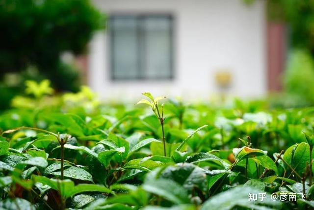 24首夏雨诗词，洗去人间炎热，送来一夏清凉 - 知乎