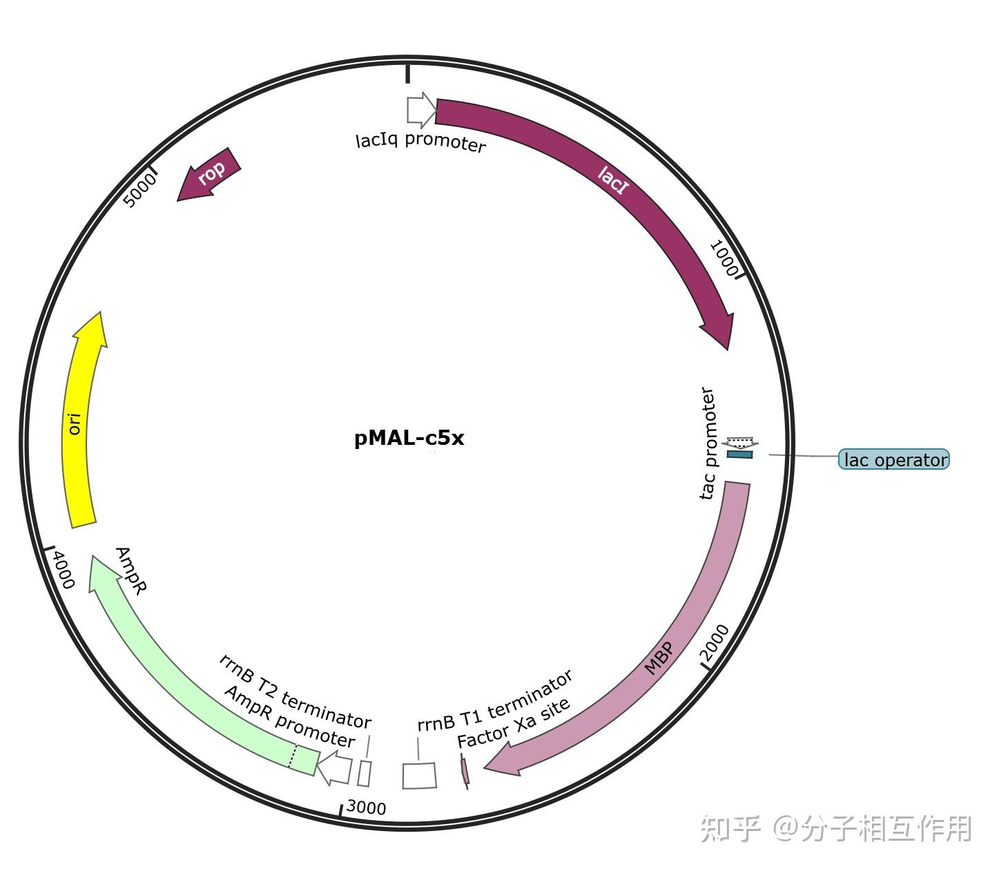 蛋白表达纯化伯远生物蛋白表达纯化 - 知乎