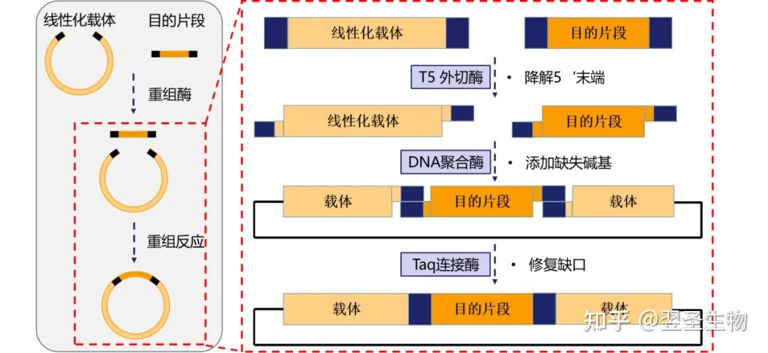 涨知识 | 克隆专题一：不同分子克隆方法介绍（上） - 知乎