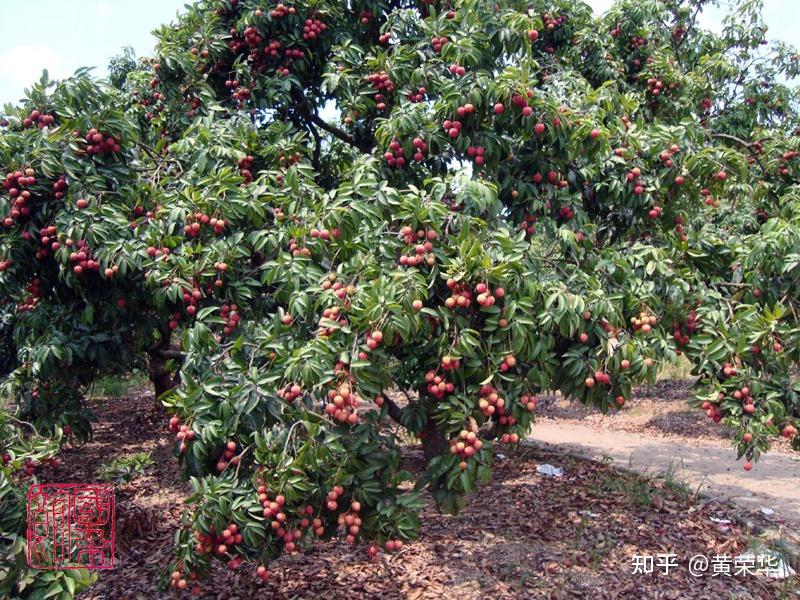 今天给大家安利一款手工植物染色神器——荔枝木！ - 知乎