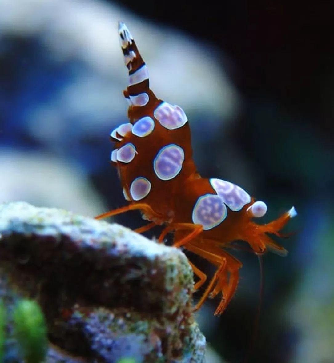 推荐角蝾螺角蝾螺除藻的牛眼螺有好几种,珊瑚缸应该选择