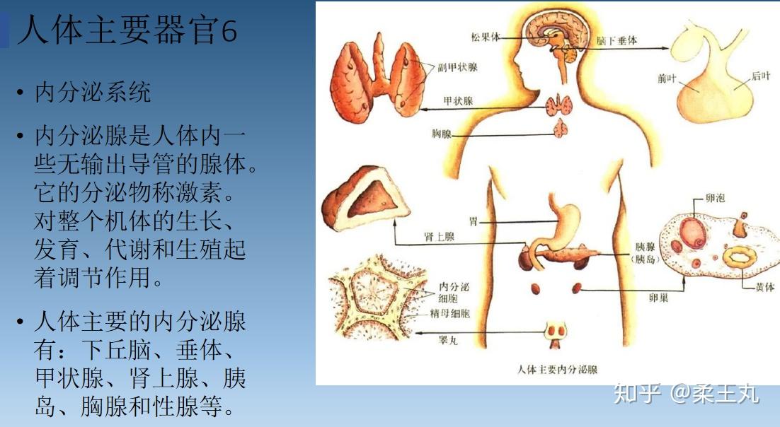 轻重健身教练培训问答运动解剖与生理入门