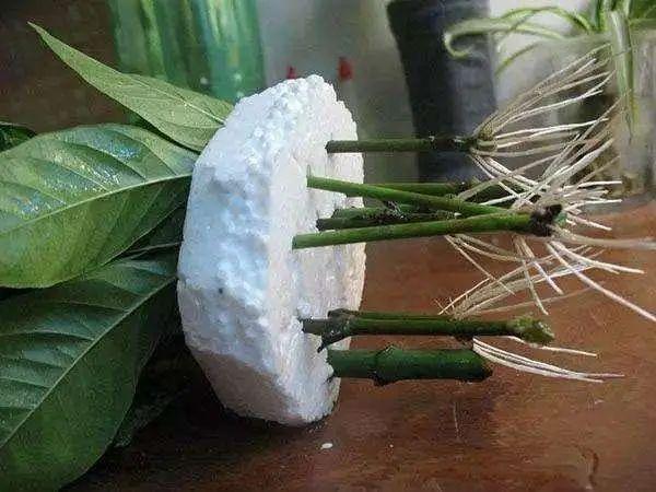 植物扦插，看这！ - 知乎