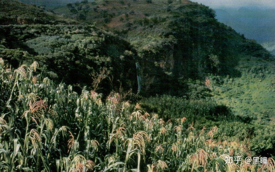 世界主要粮食作物占比 v2-106e54c1d07c530aa5862f87ebd195a5_r.jpg