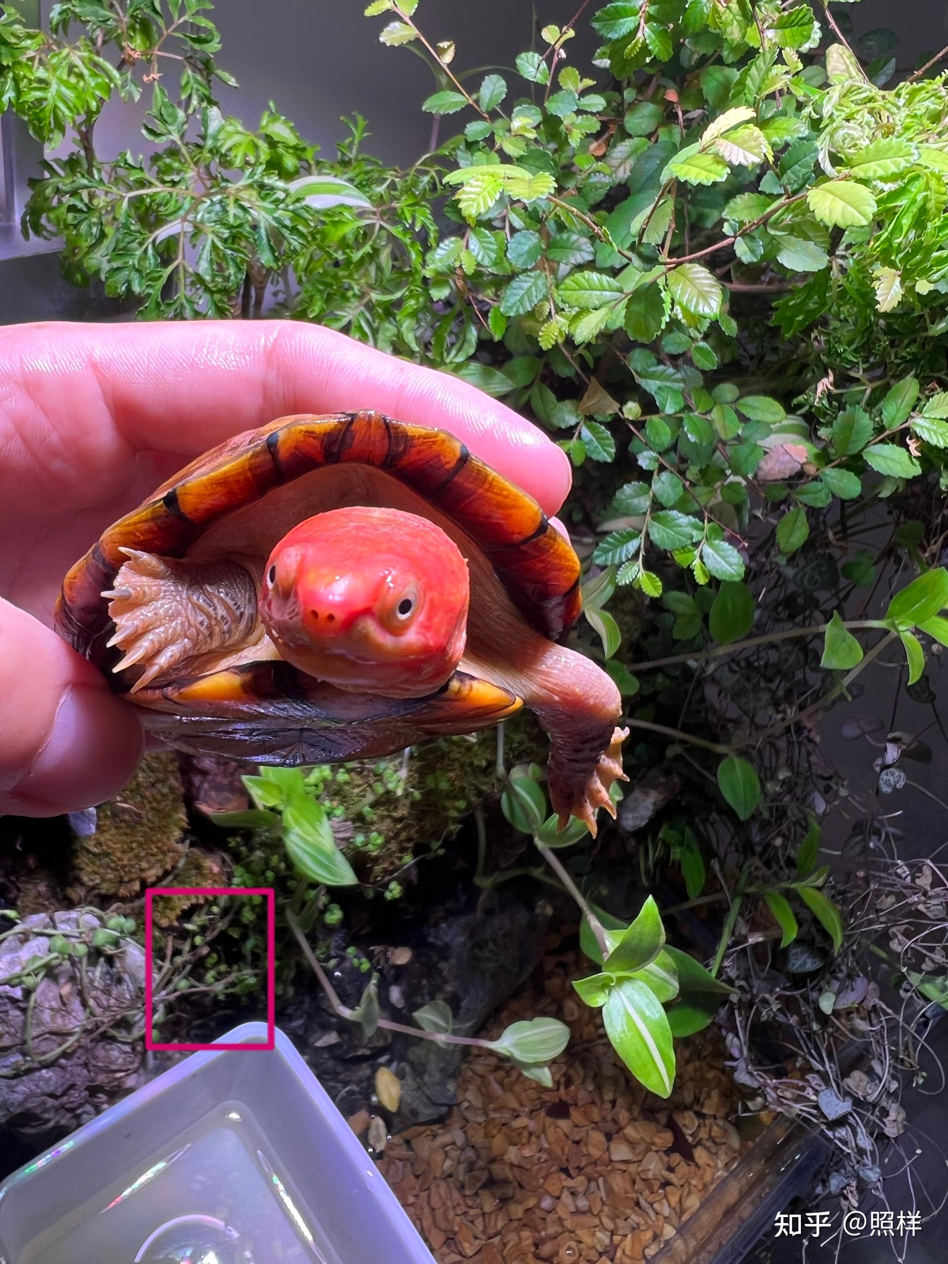 红面蛋龟公母区分图解图片