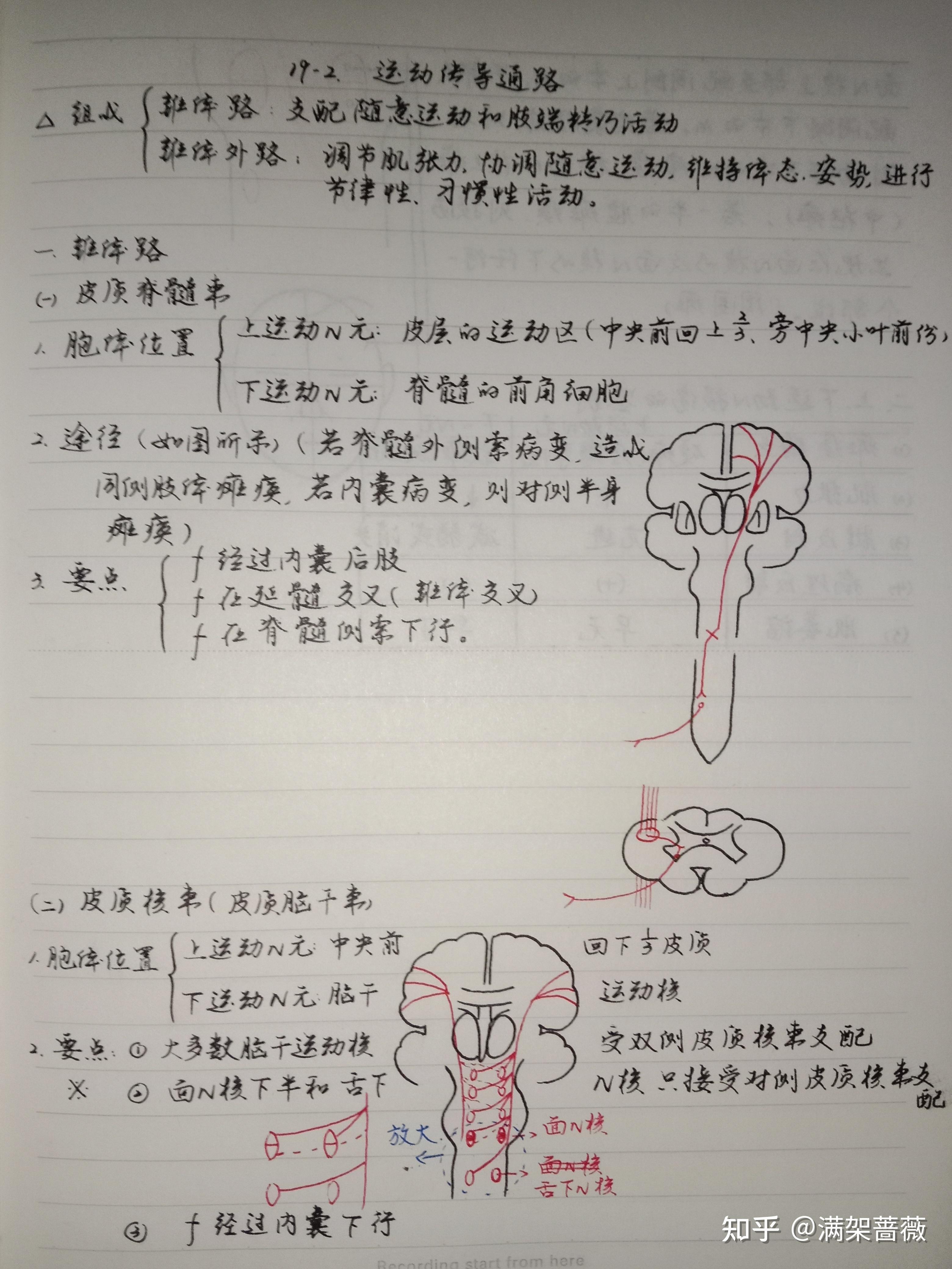 系统解剖学笔记图片