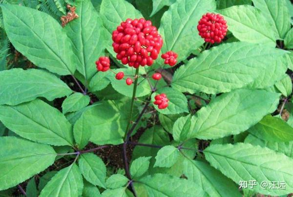 图片来源:ecominded.net野生的人参.