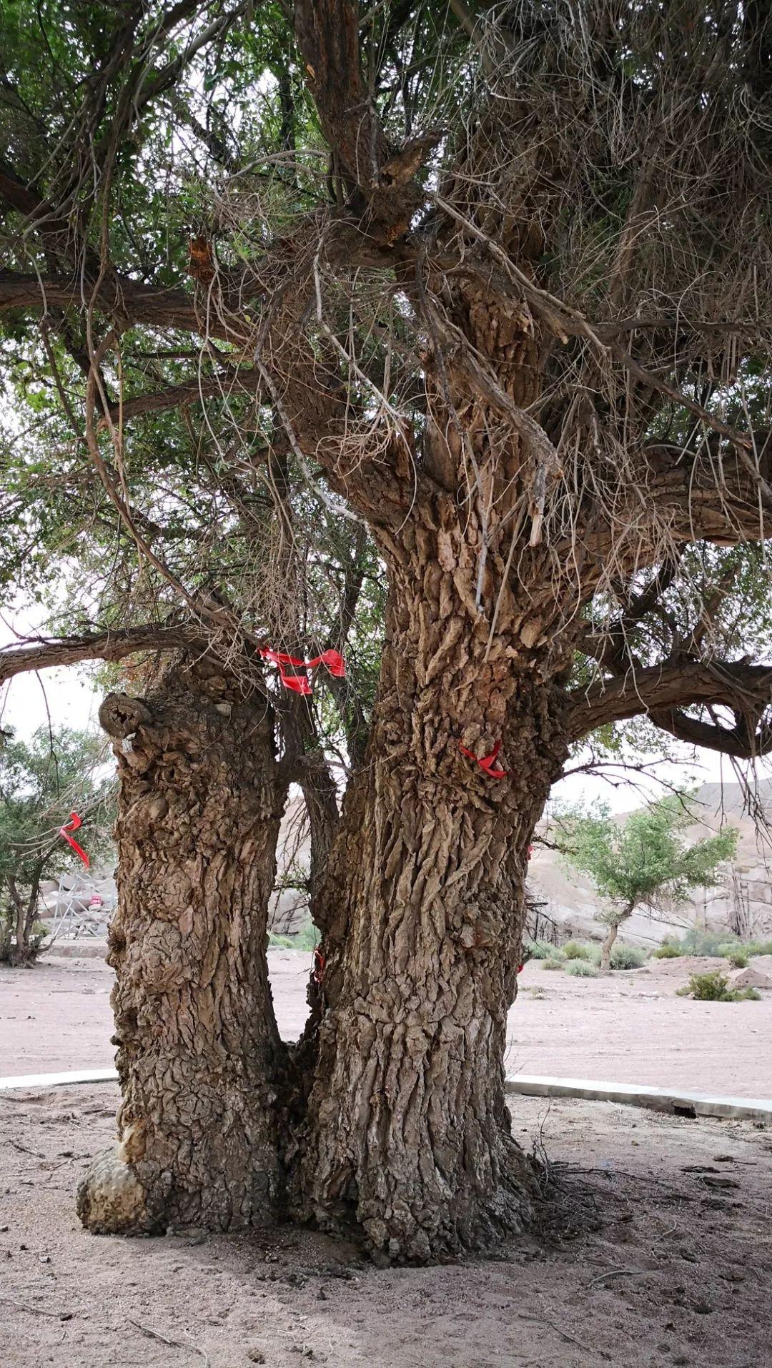 梁衡:见证我国第一颗原子弹爆炸,戈壁深处有棵"夫妻树"
