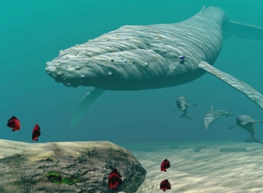 齿鲸吃东西就叫捕食型.齿鲸又分三种,吃乌贼的,吃鱼的,还有吃肉的.