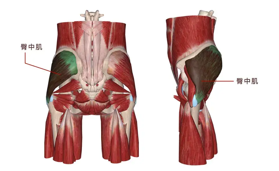 肌肉科普探讨身体肌肉臀中肌臀小肌