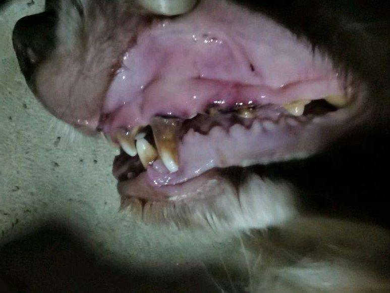 狗狗贫血怎么办有什么症状宠物狗贫血吃什么补最快