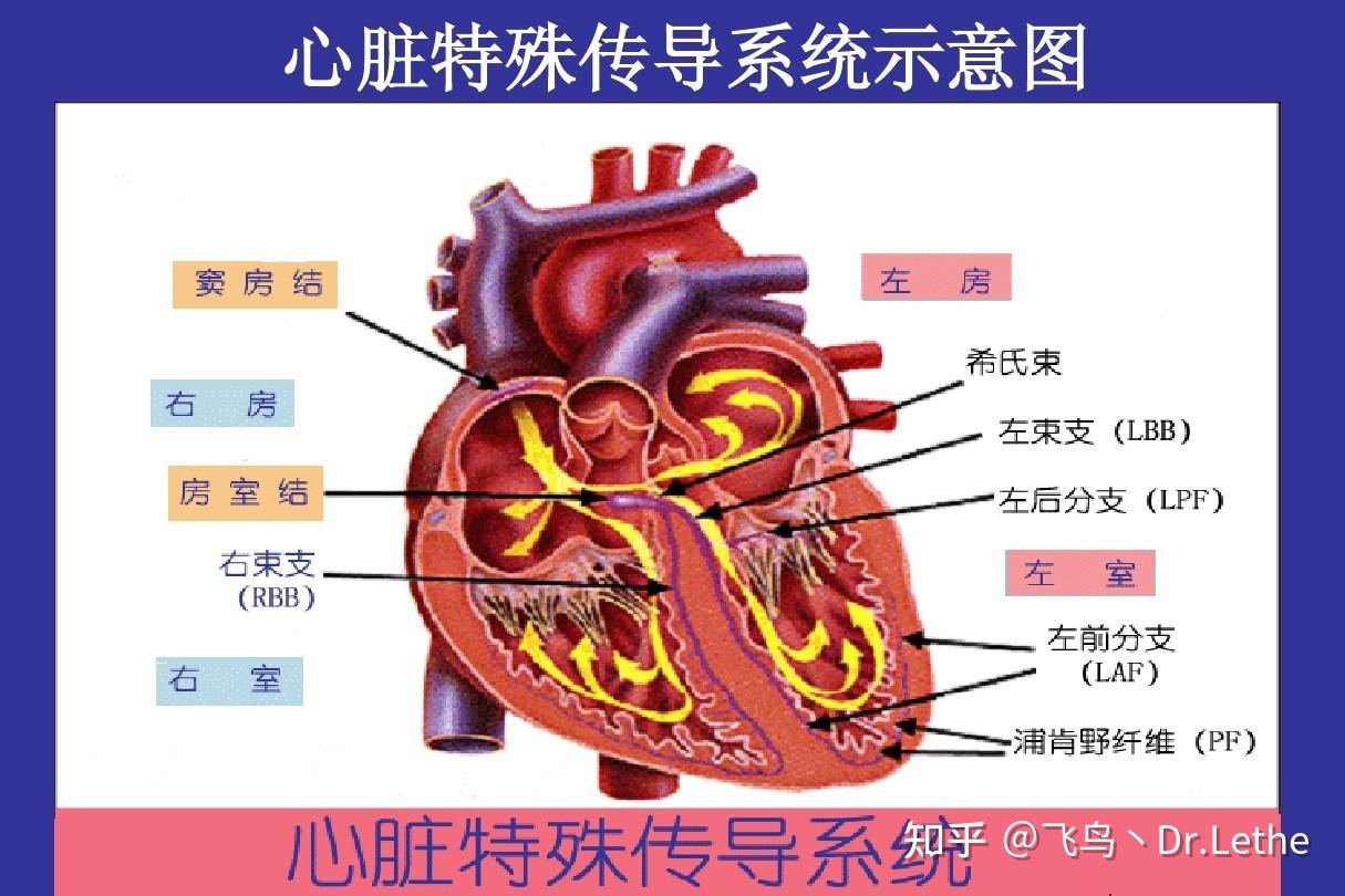 带你了解左心室射血分数 - 知乎