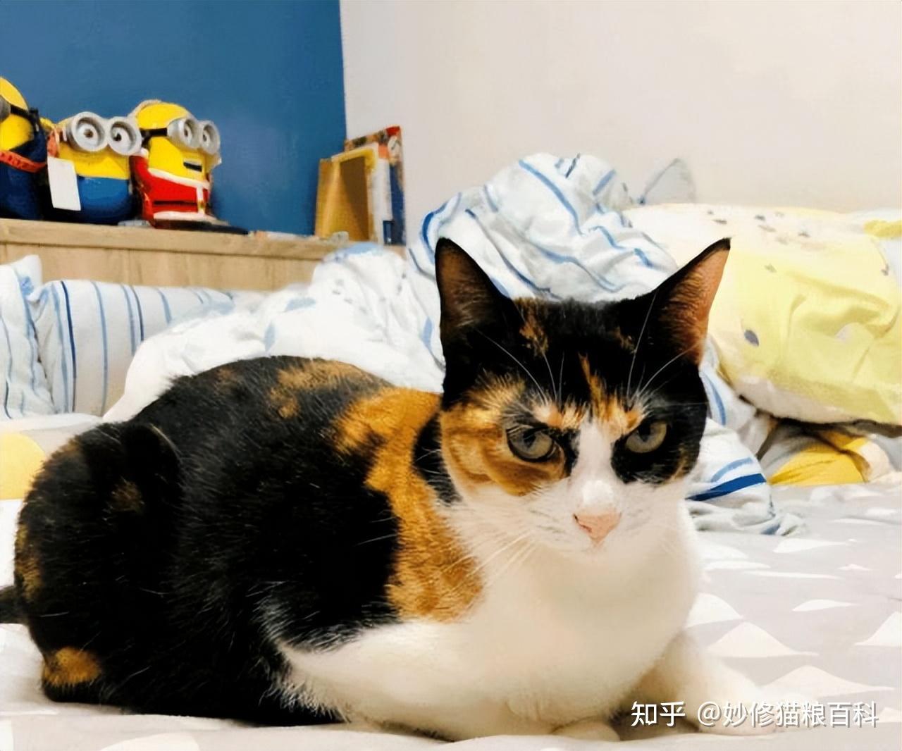 三花猫“弃养率”高的原因,离不开这几点,太现实了 - 知乎
