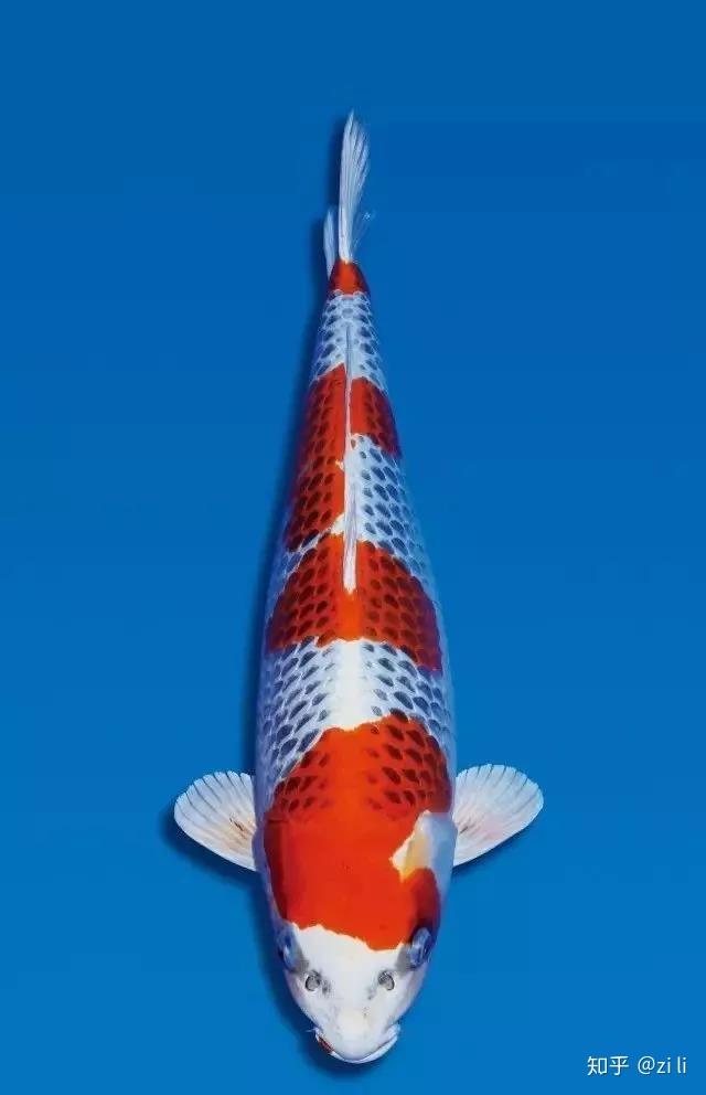 机械重金属之美孔雀鲤