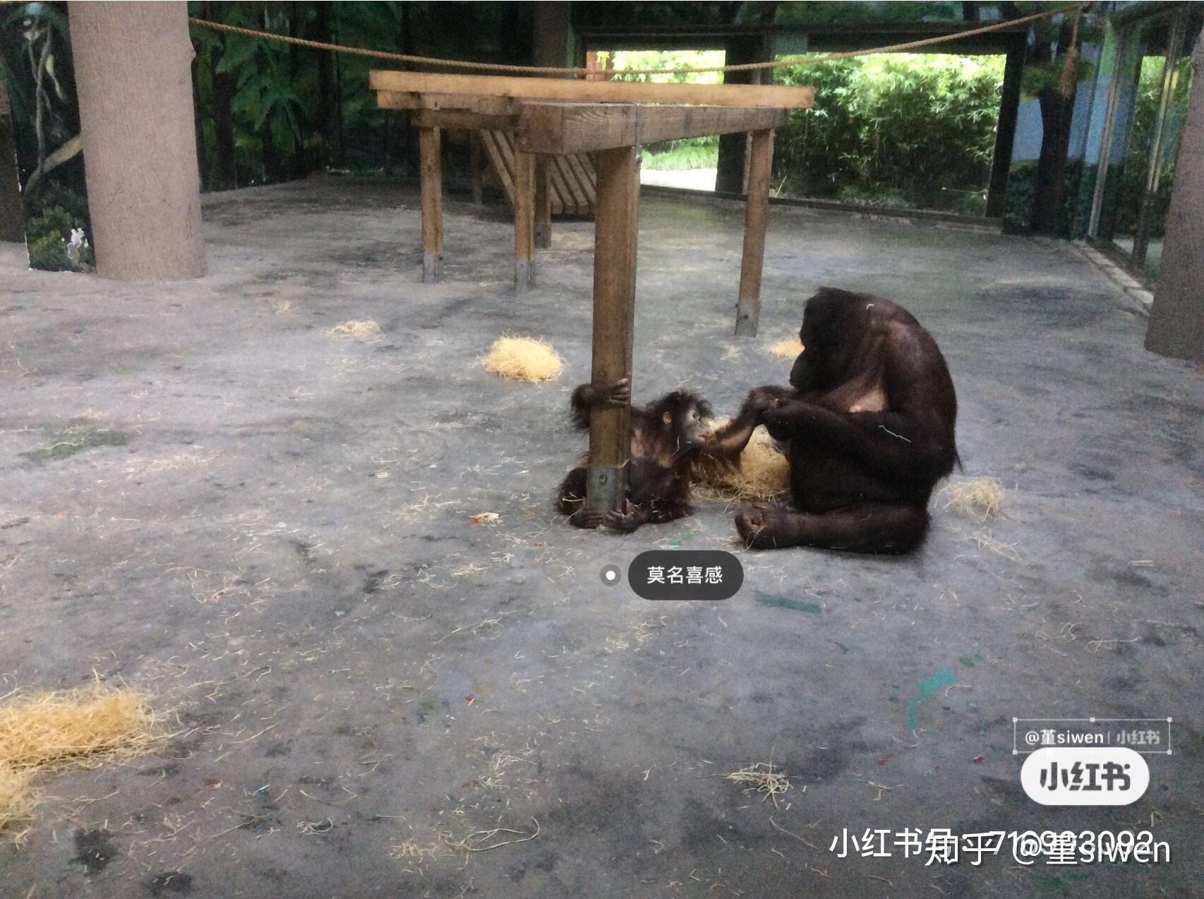 上海熊饲养员生前照片图片