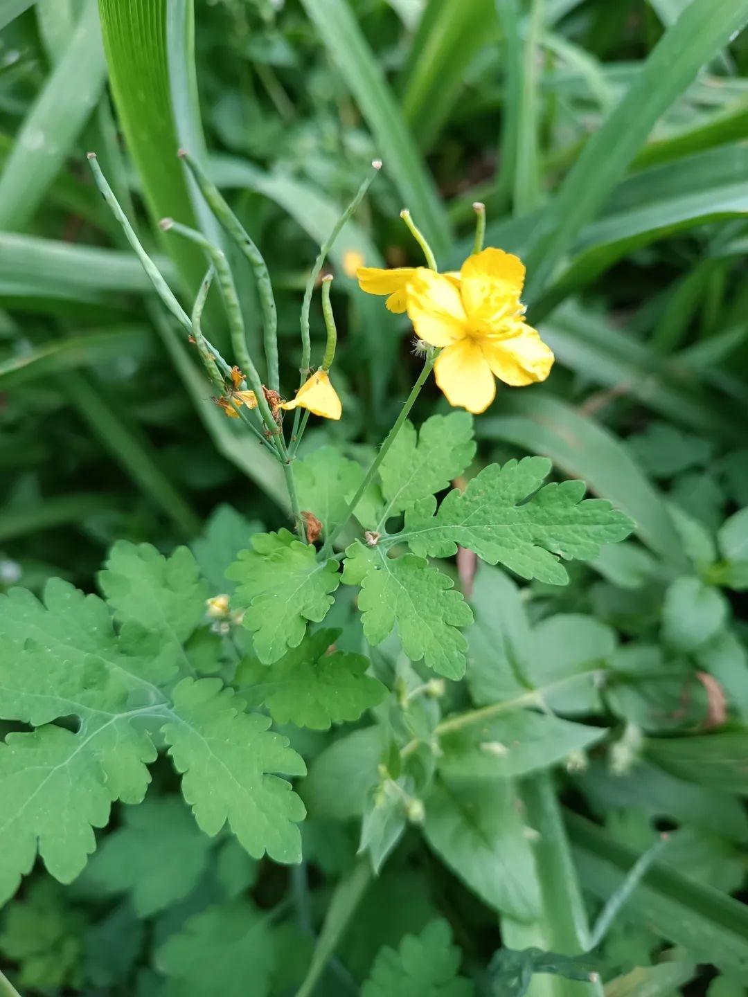 身边的"毒物"—白屈菜