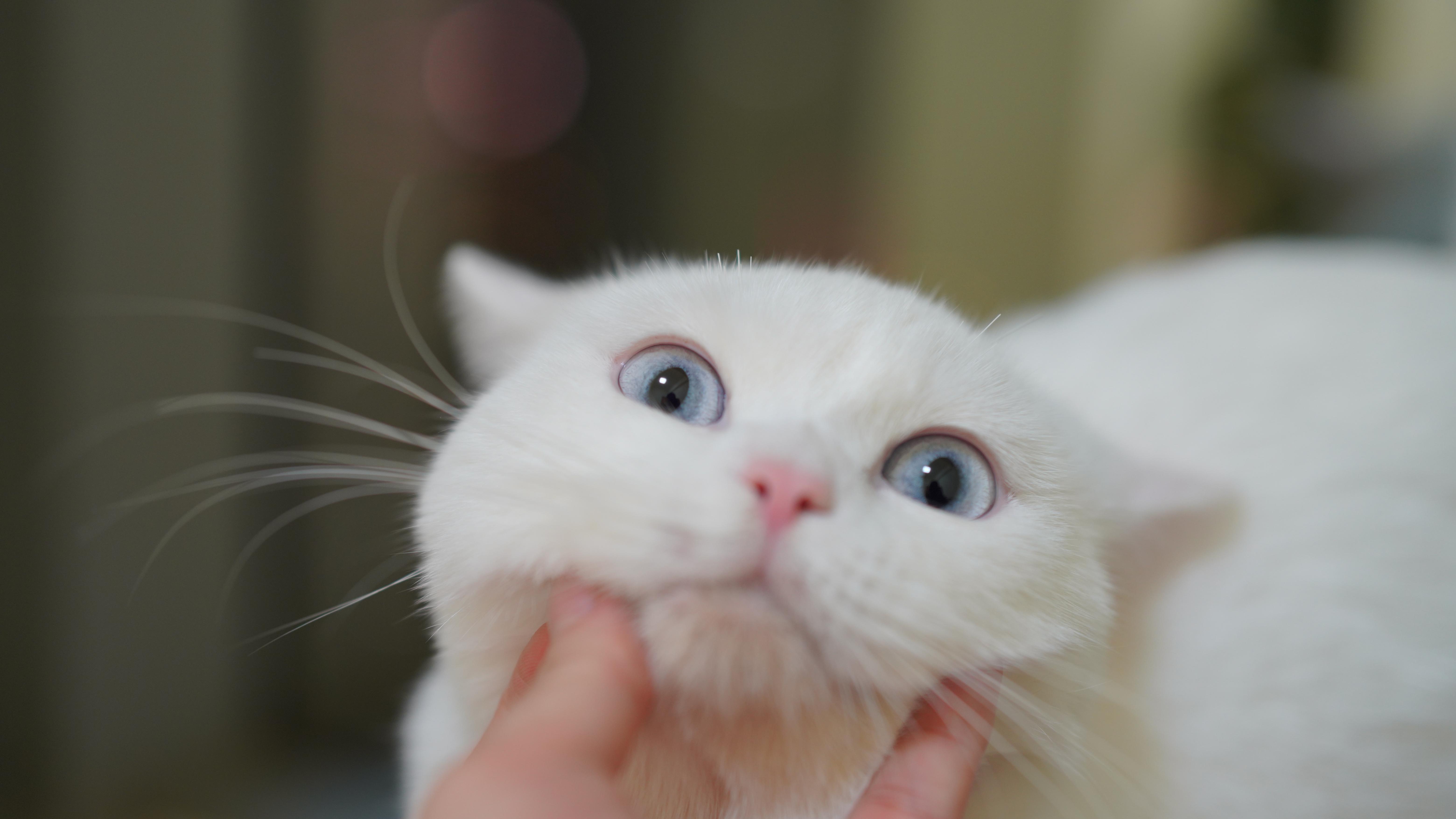 喵宁子の小白日记】FIP？IBD？猫生病了怎么办？ - 知乎