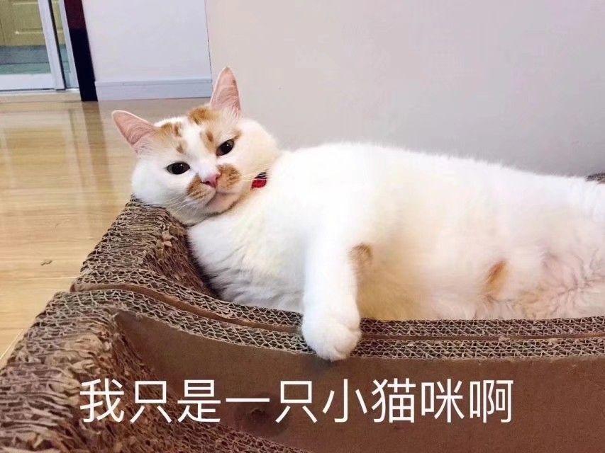 v2-10e20b6271b3cc9467ce7ab40dab33f3_1440w.jpg?source=172ae18b