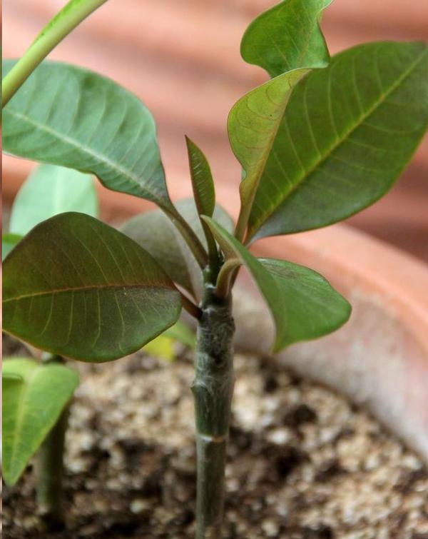 扦插方法:1,将鸡蛋花枝条修剪成6-8cm长的插穗,插穗下端15度斜剪口