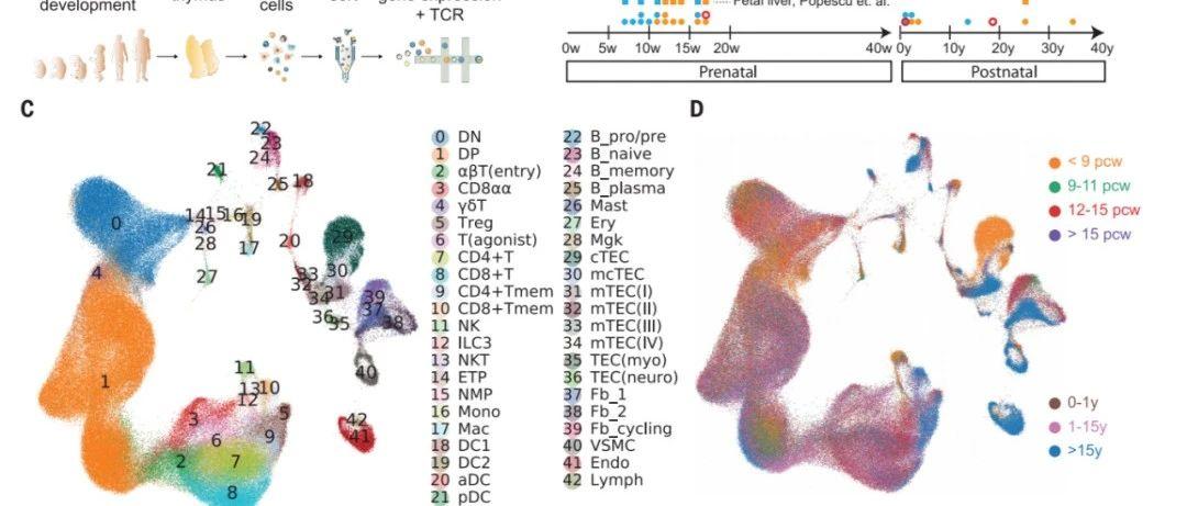 Science 单细胞分析人类胸腺发育的细胞图谱 知乎