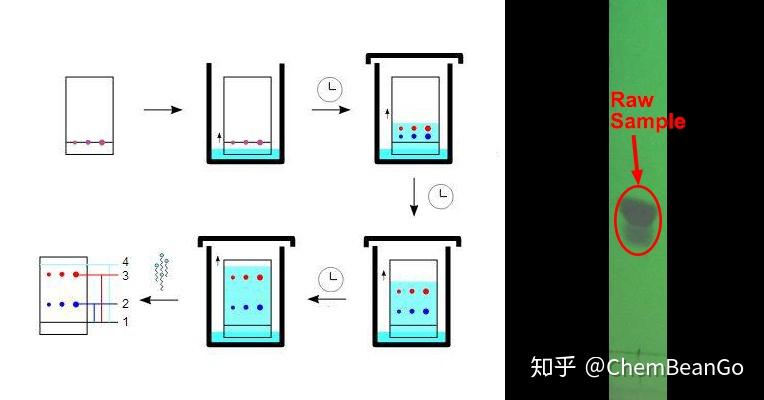 首先通过薄层色谱法(tlc)对样品进行初步分析,将样品在tlc板上点样后