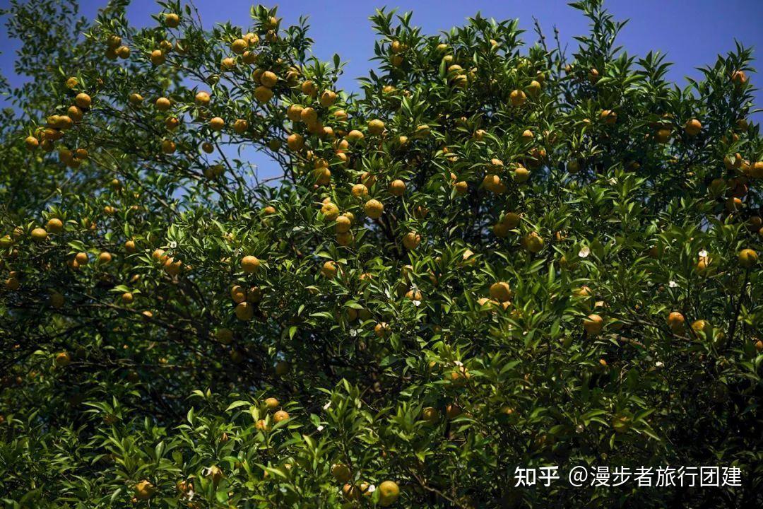太湖橘子采摘团建活动，金秋十月，红橘采摘正当时~ - 知乎