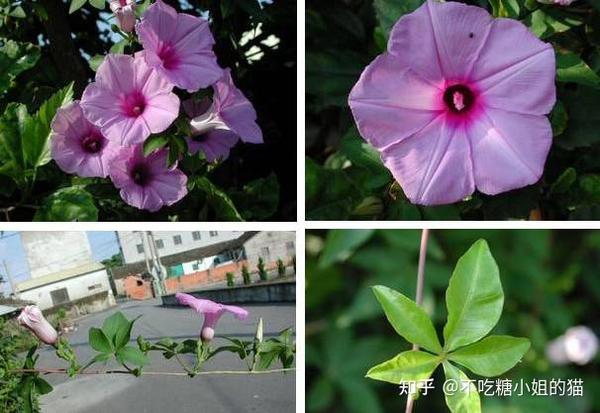 18种南方常见藤本植物，美翻了！ - 知乎