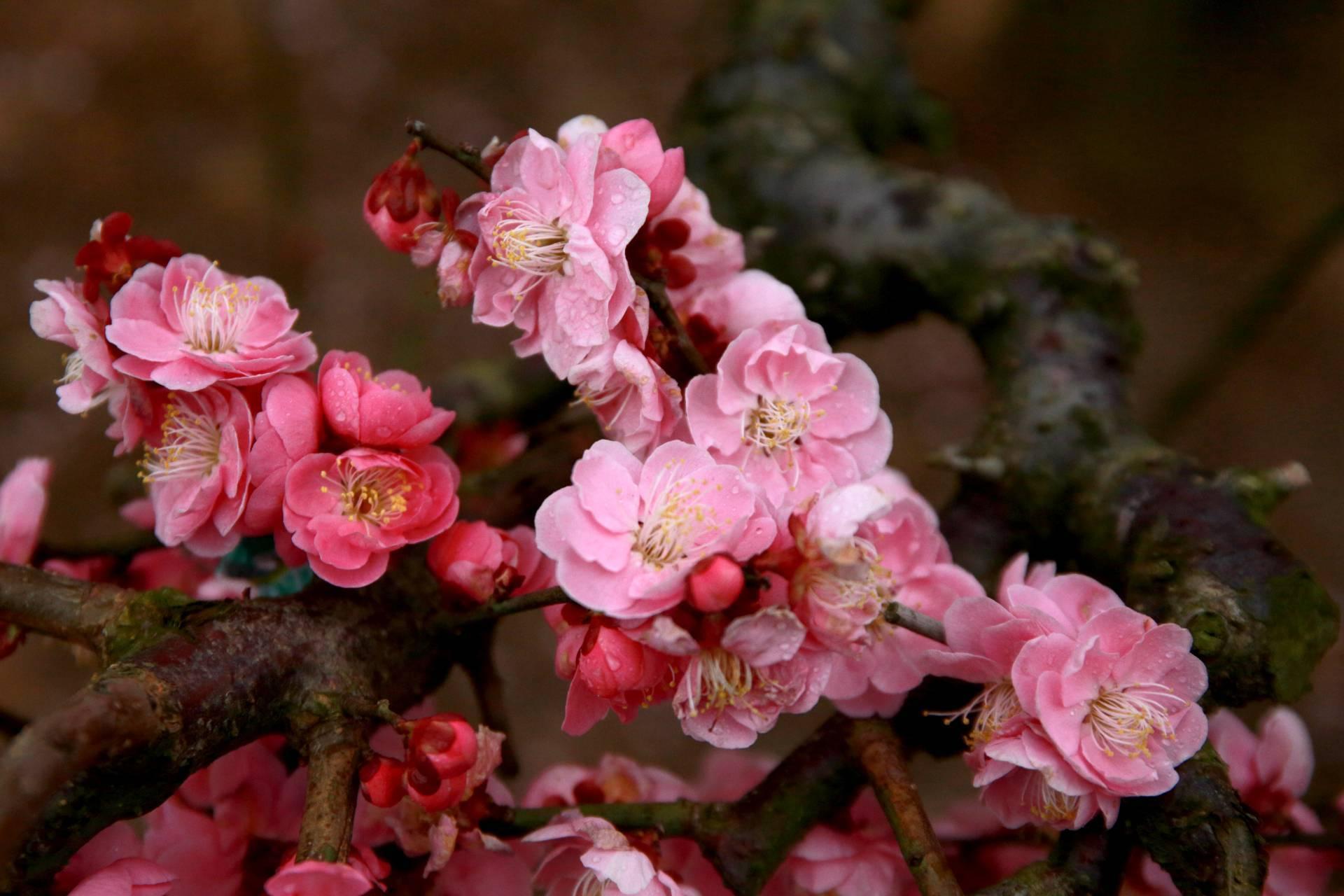 【多彩贵州·花漾中国】贵州平坝:千亩垂梅春姿俏 - 知乎
