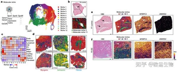 Nature单细胞转录组及空间转录组联合构建人心肌梗死高分辨率图谱 - 知乎