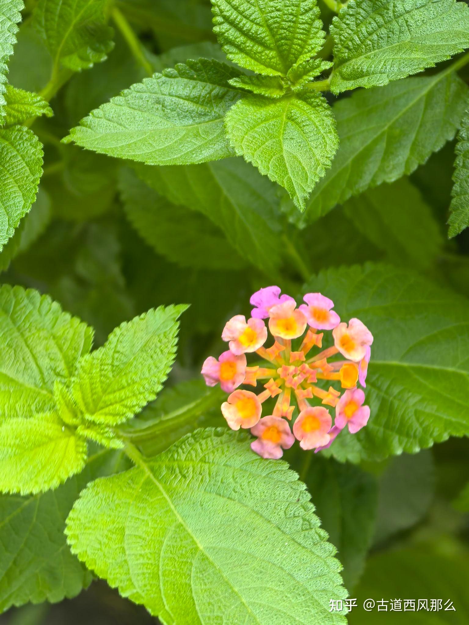 五色花开秋色浓
