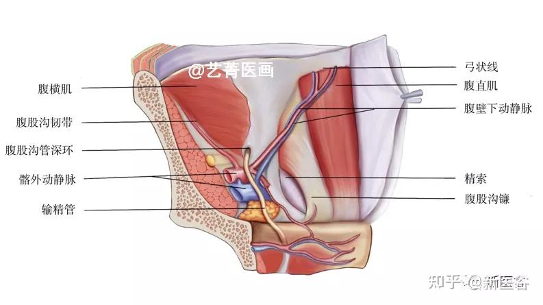 腹股沟区韧带解剖图图片